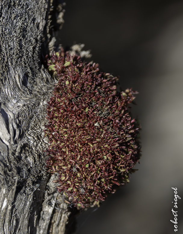 emily renzel wetlands 2026